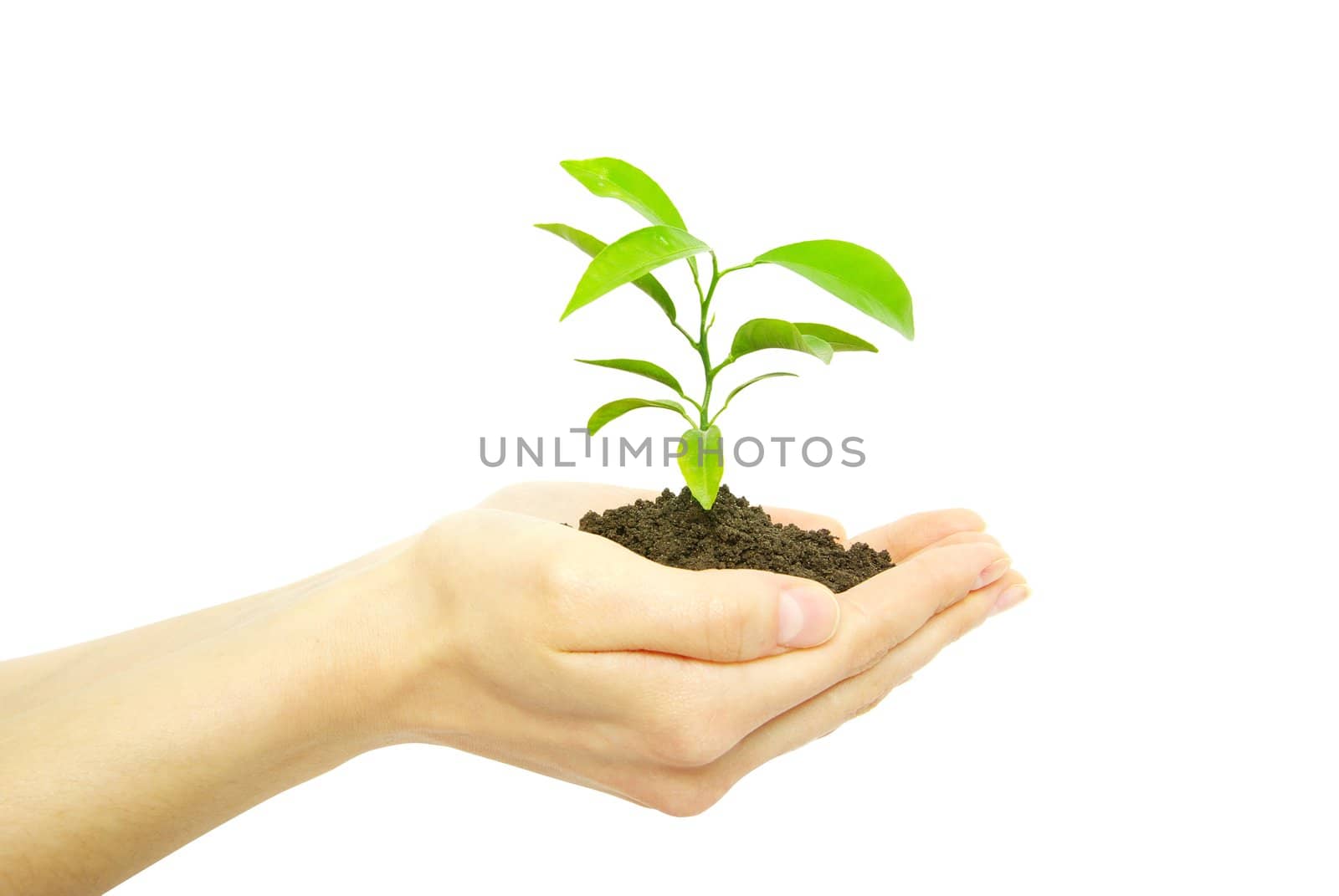  holding a plant between hands on white