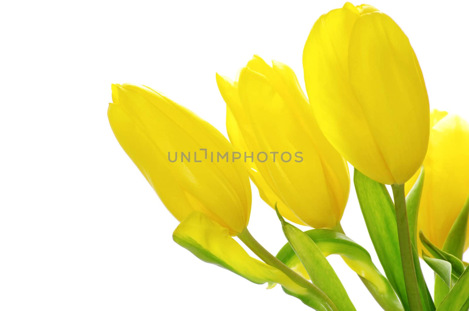 yellow tulips isolated on white background