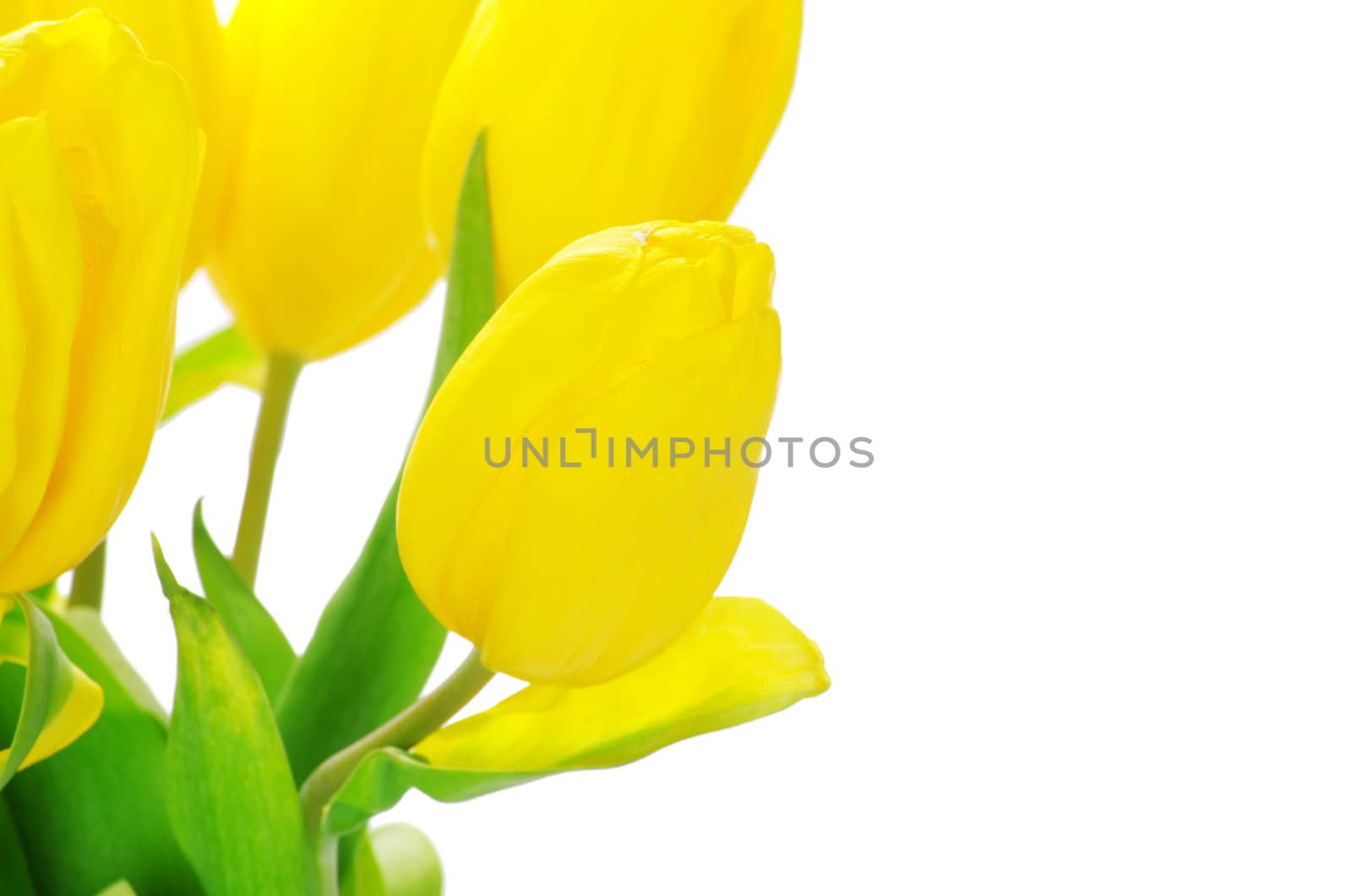 yellow tulips isolated on white background