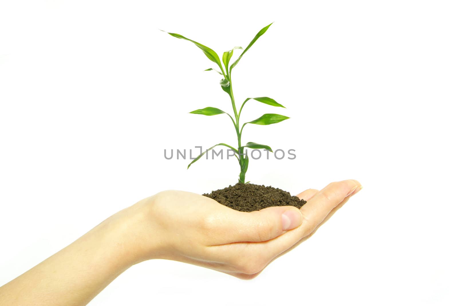 Hands holding sapling in soil  on white           