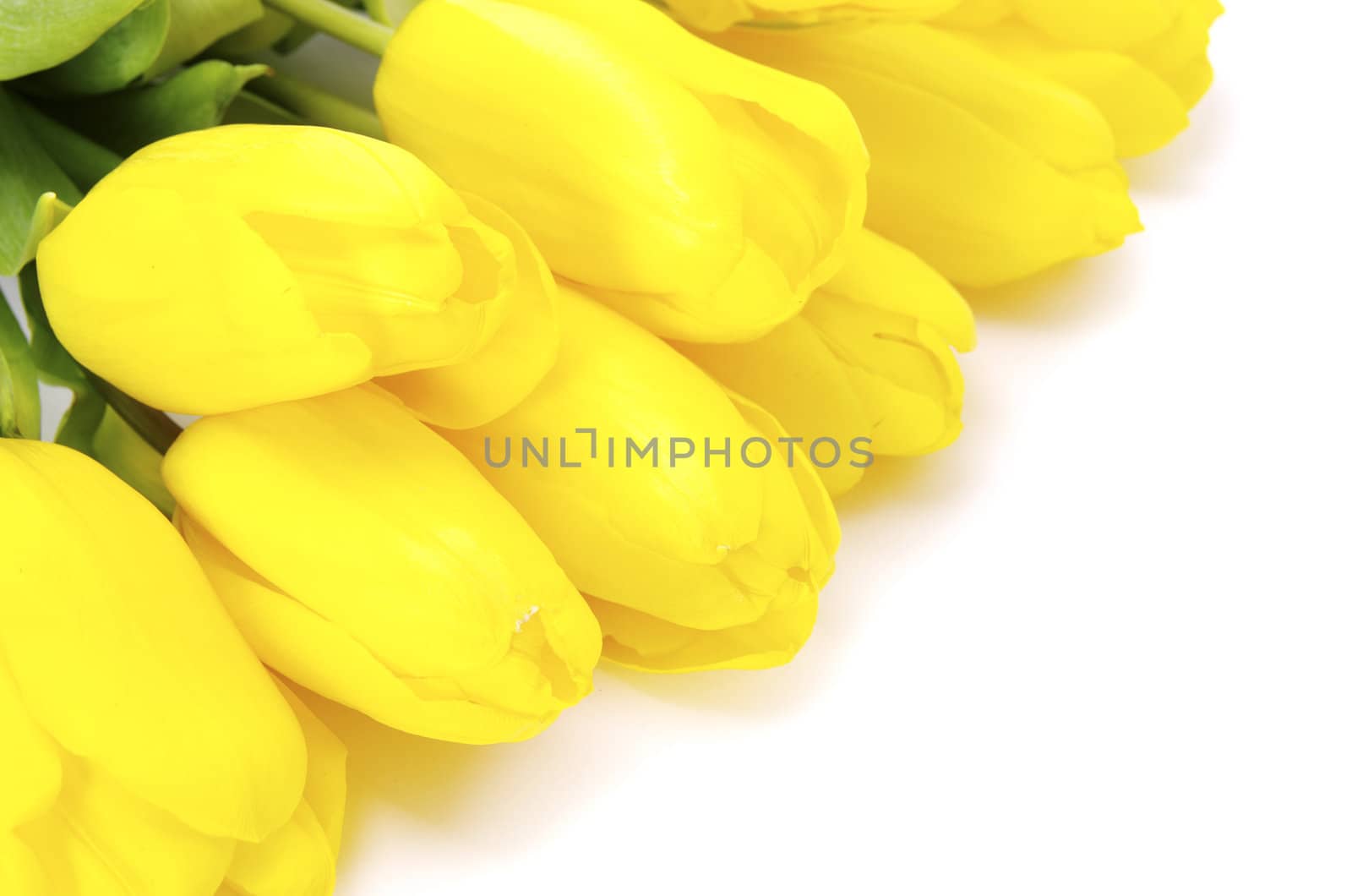 yellow tulips isolated on white background
