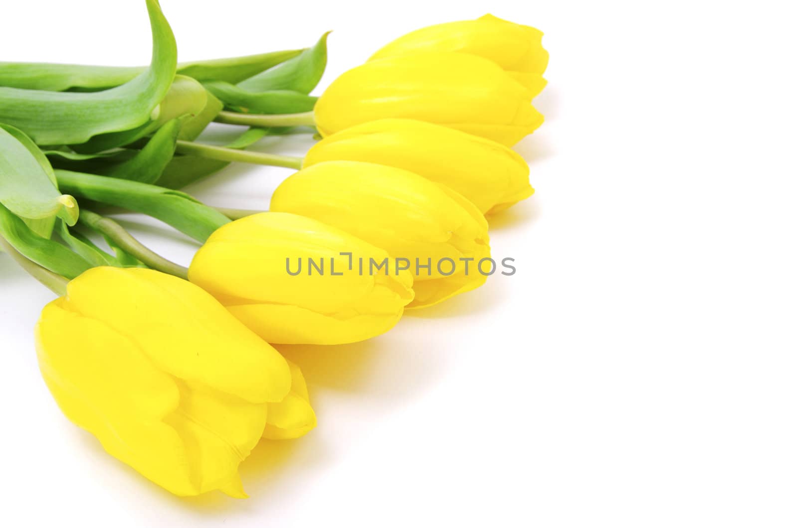 yellow tulips isolated on white background
