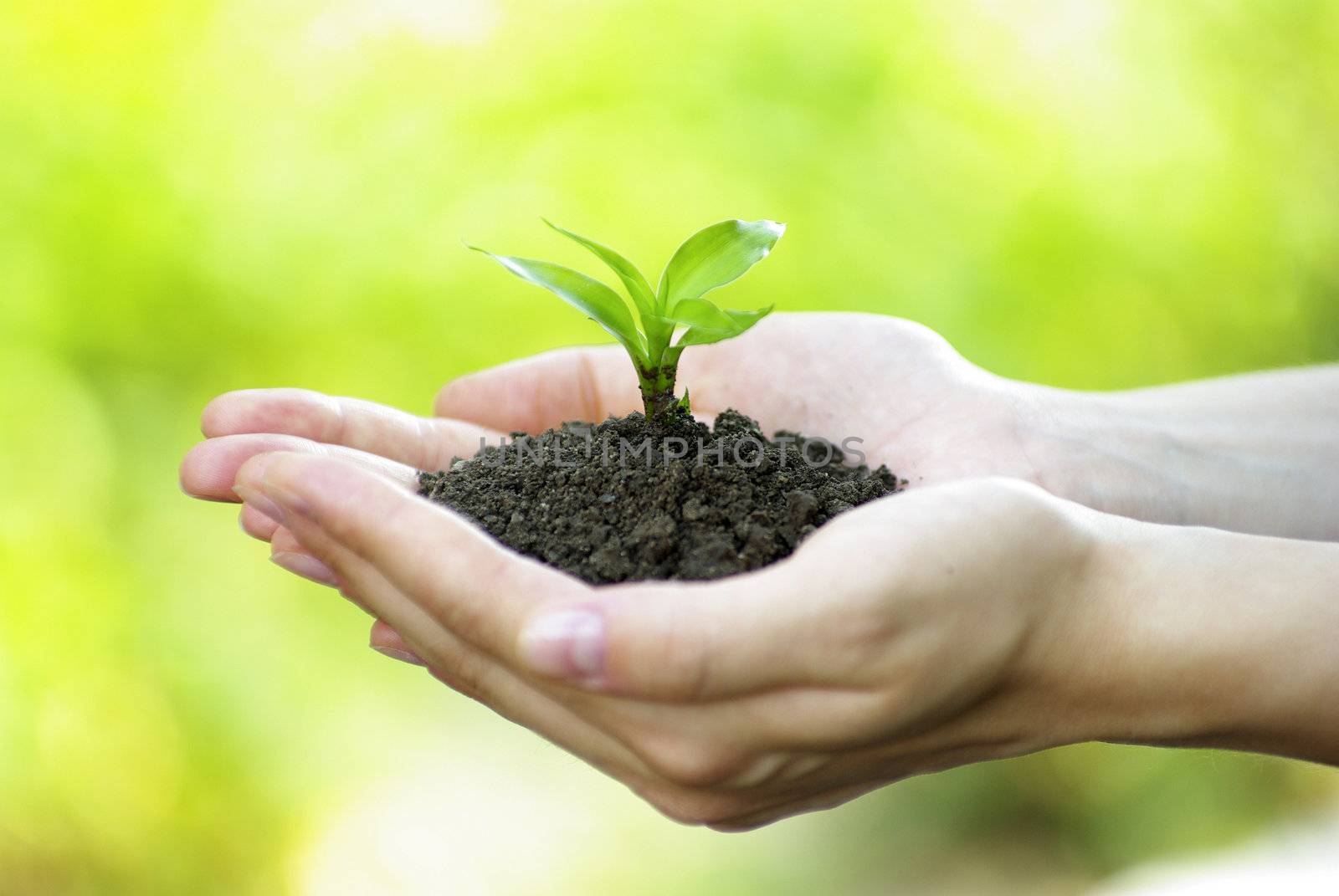 plant in the hand on  green background