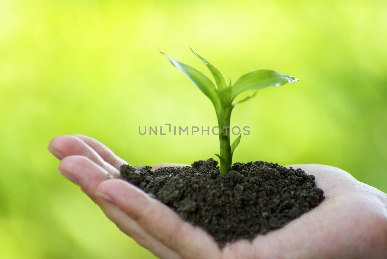 plant in the hand on  green background