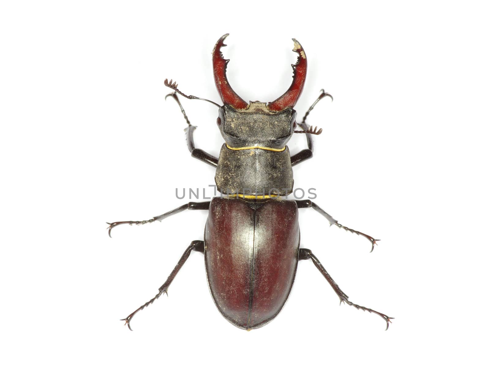 Stag beetle on the white background