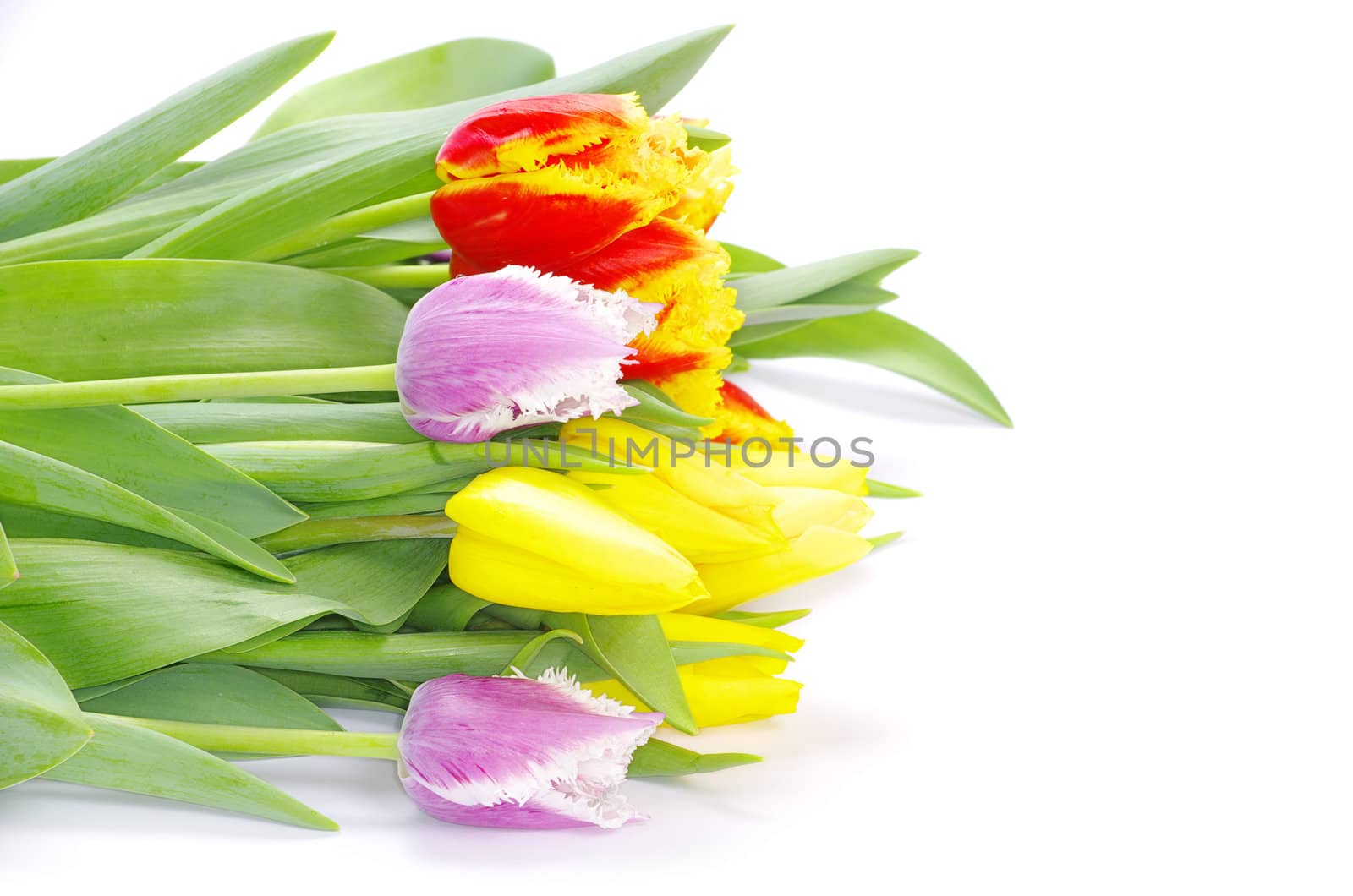 bouquet of the tulips on white background