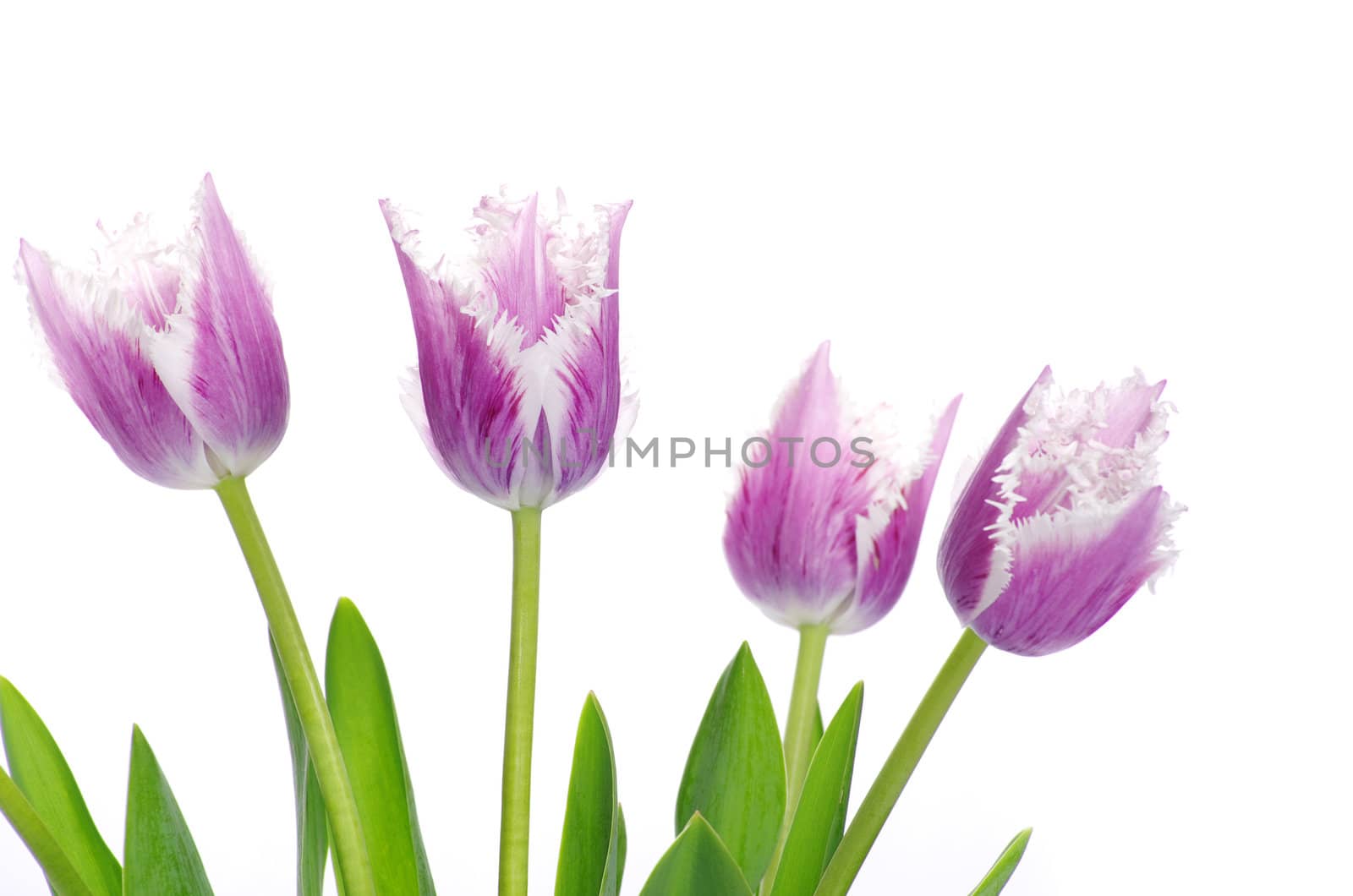pink tulips on white background 