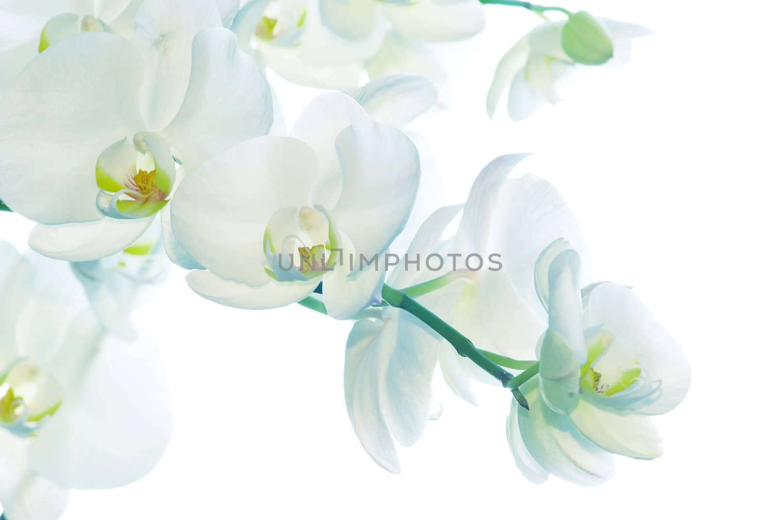 White orchid isolated on white background