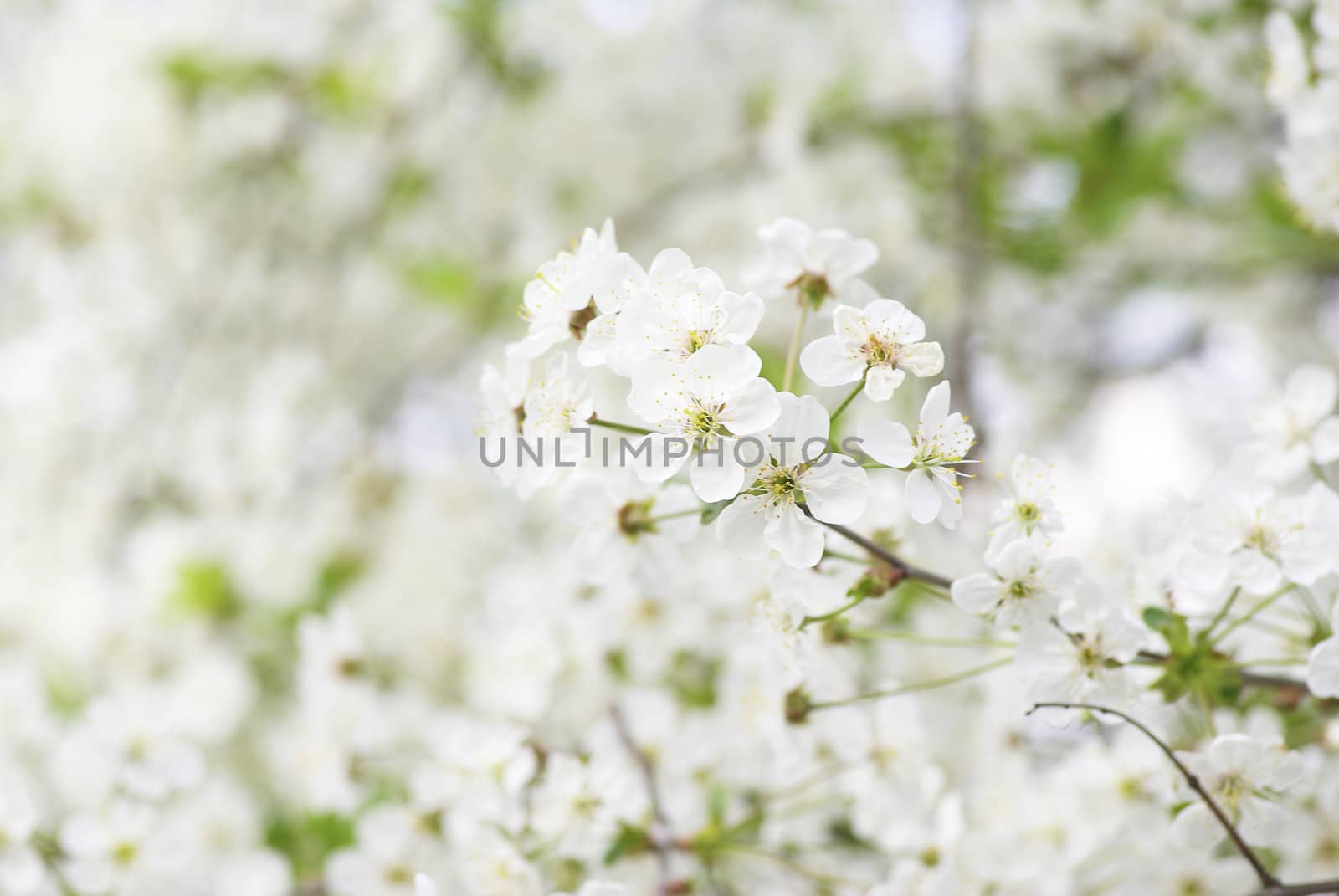  Close up of the cherry blossoms  