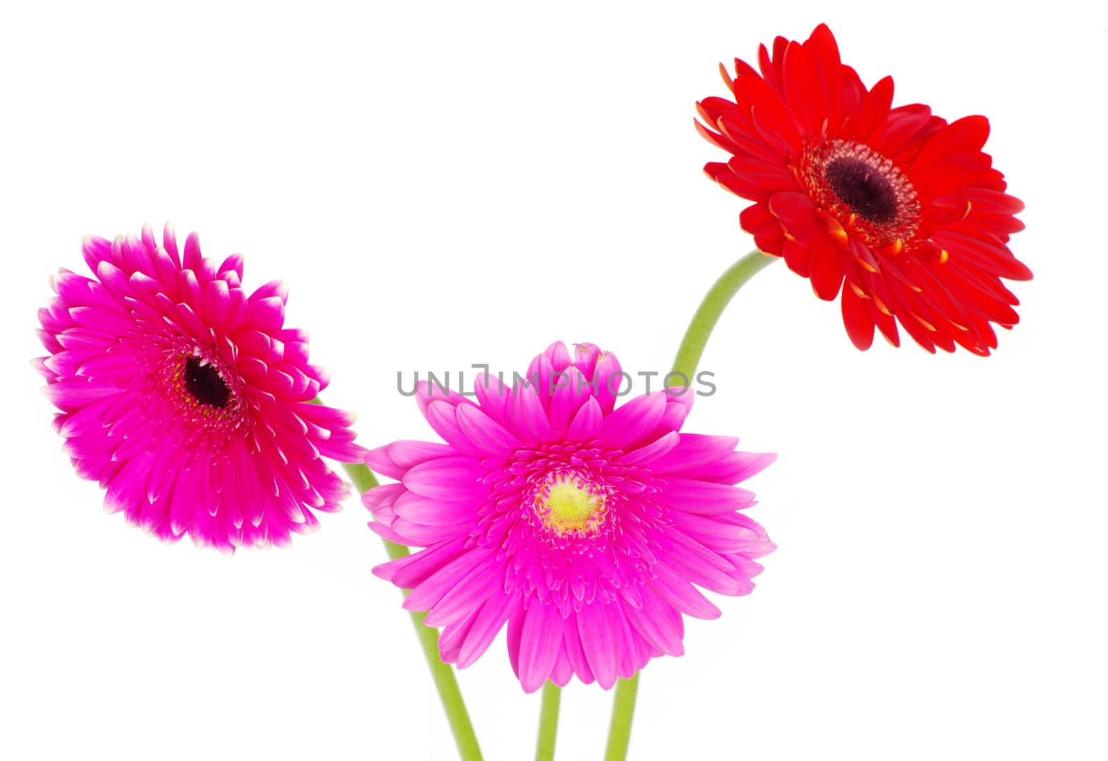 colorful gerberas on white background