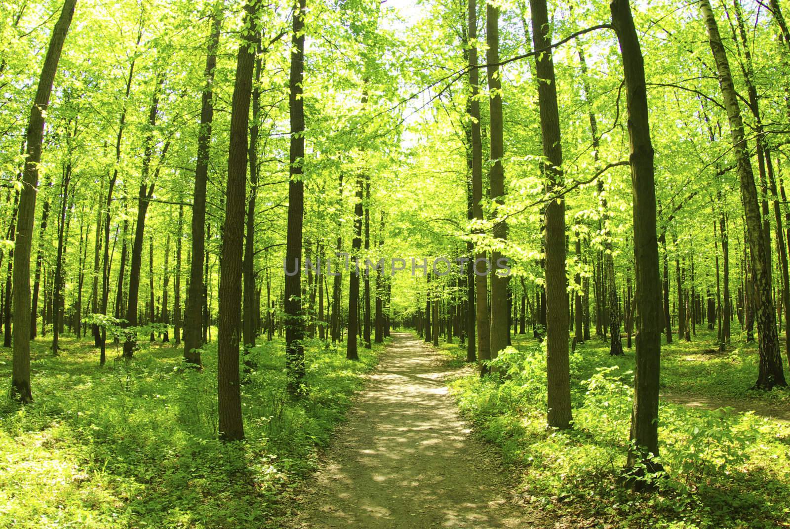 green forest background in sunny day