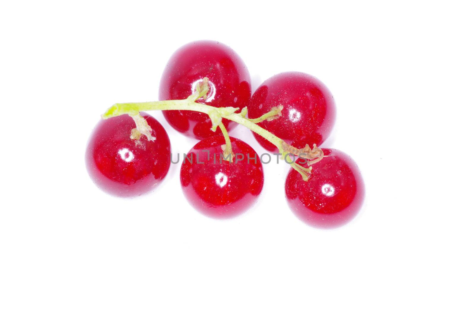 red currant isolated on a white background
