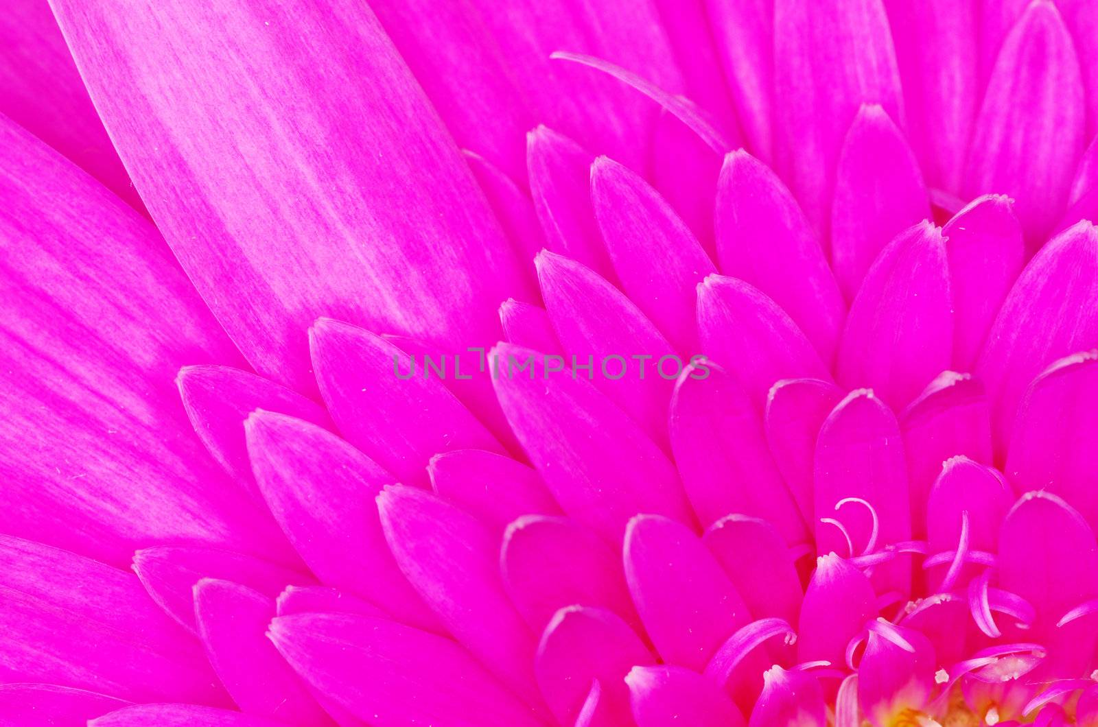  gerbera flower close up background