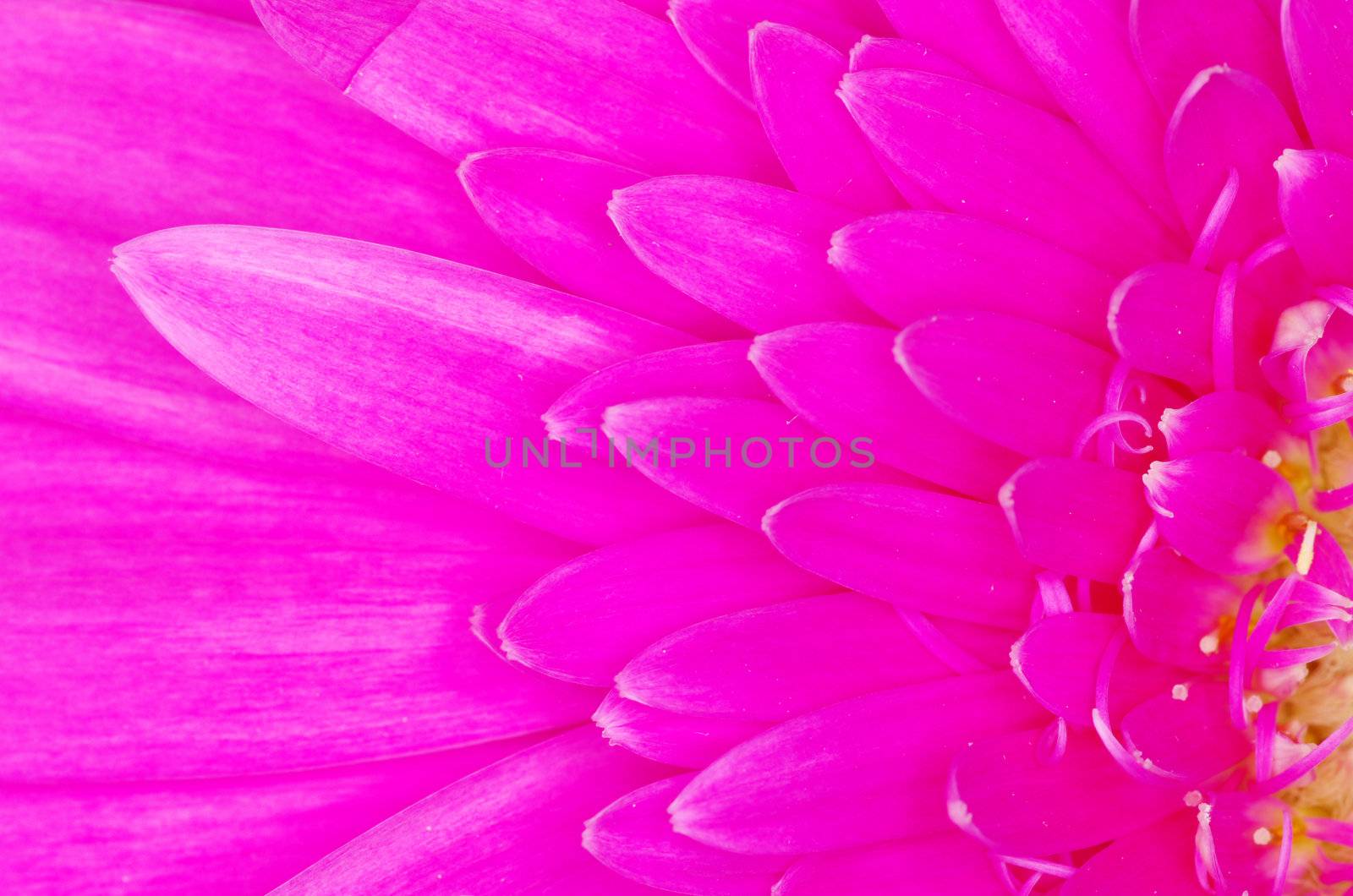  gerbera flower close up background