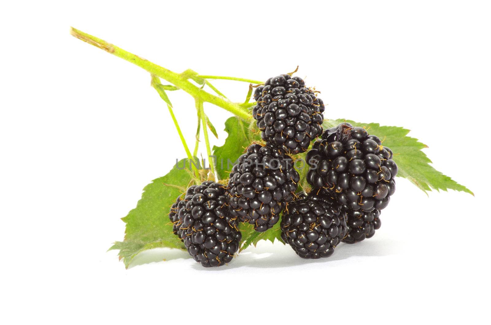 blackberry isolated on white background