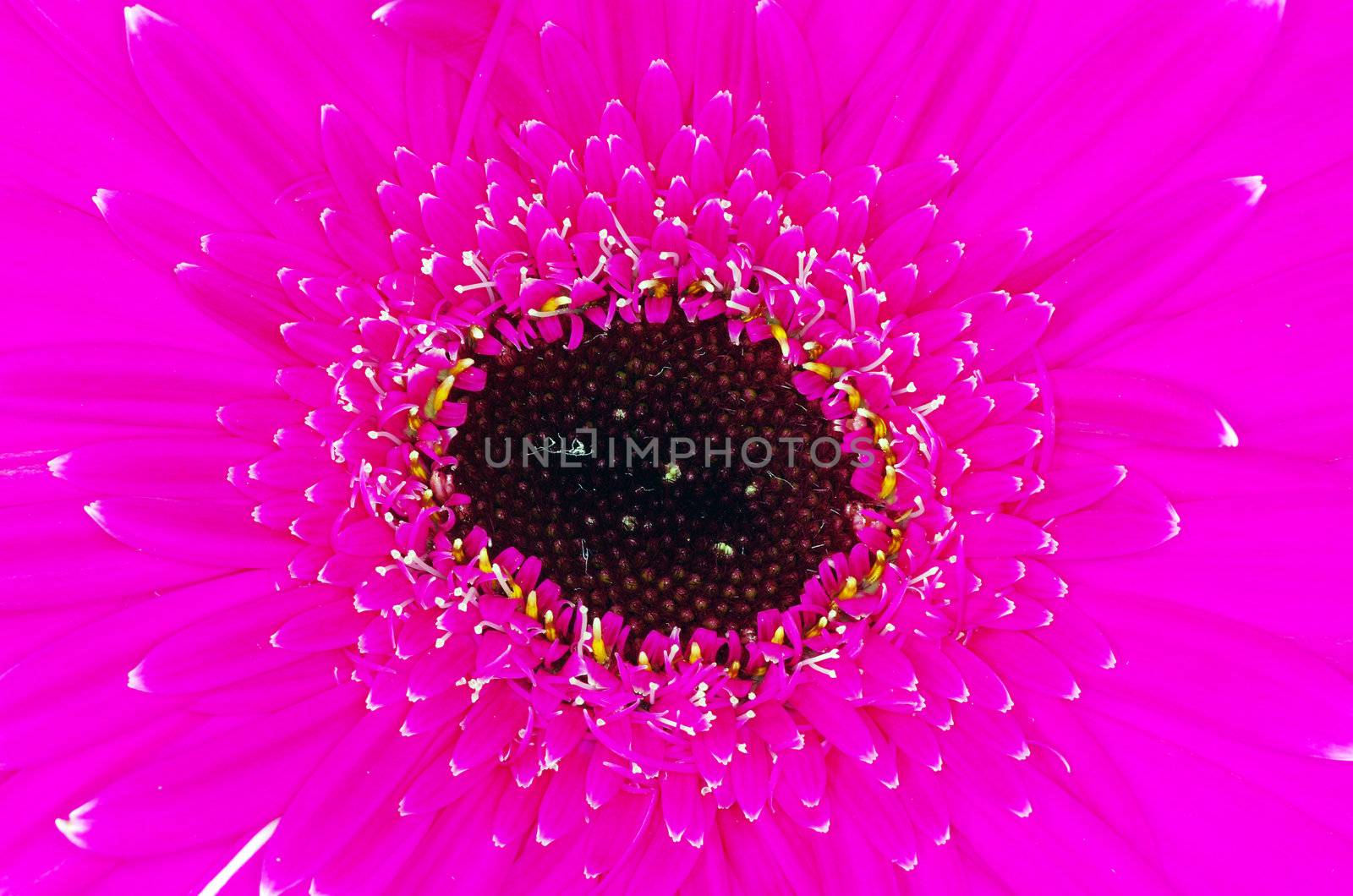  gerbera flower close up background