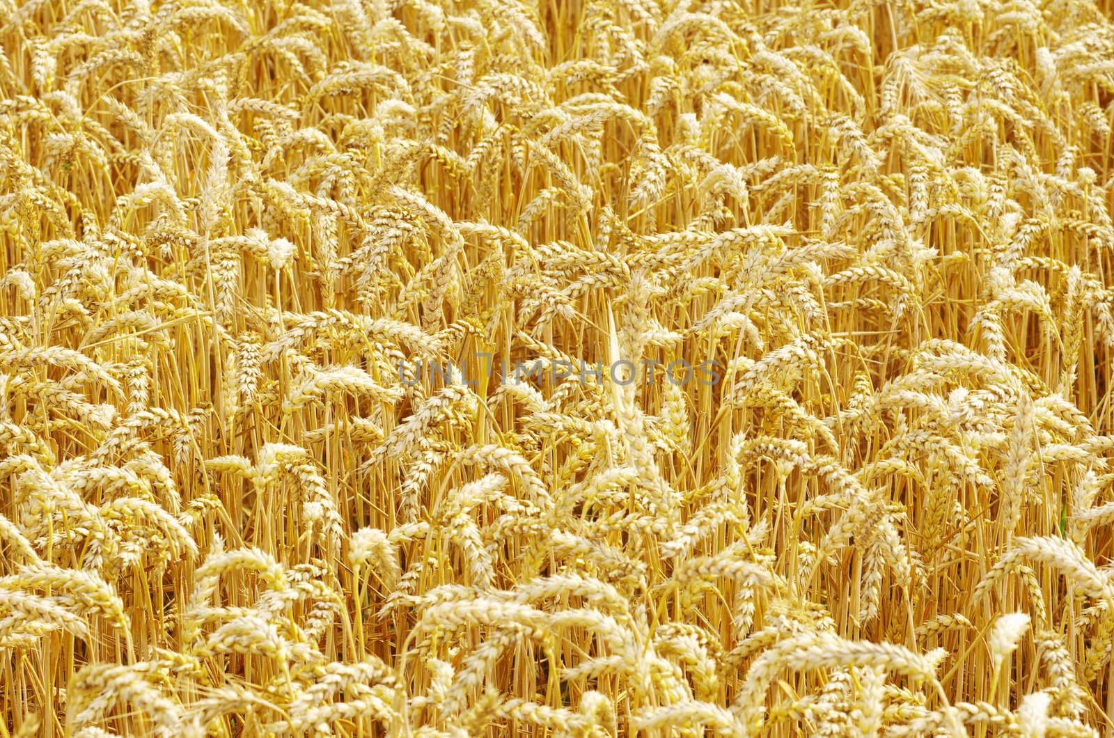 golden wheat field in summer
