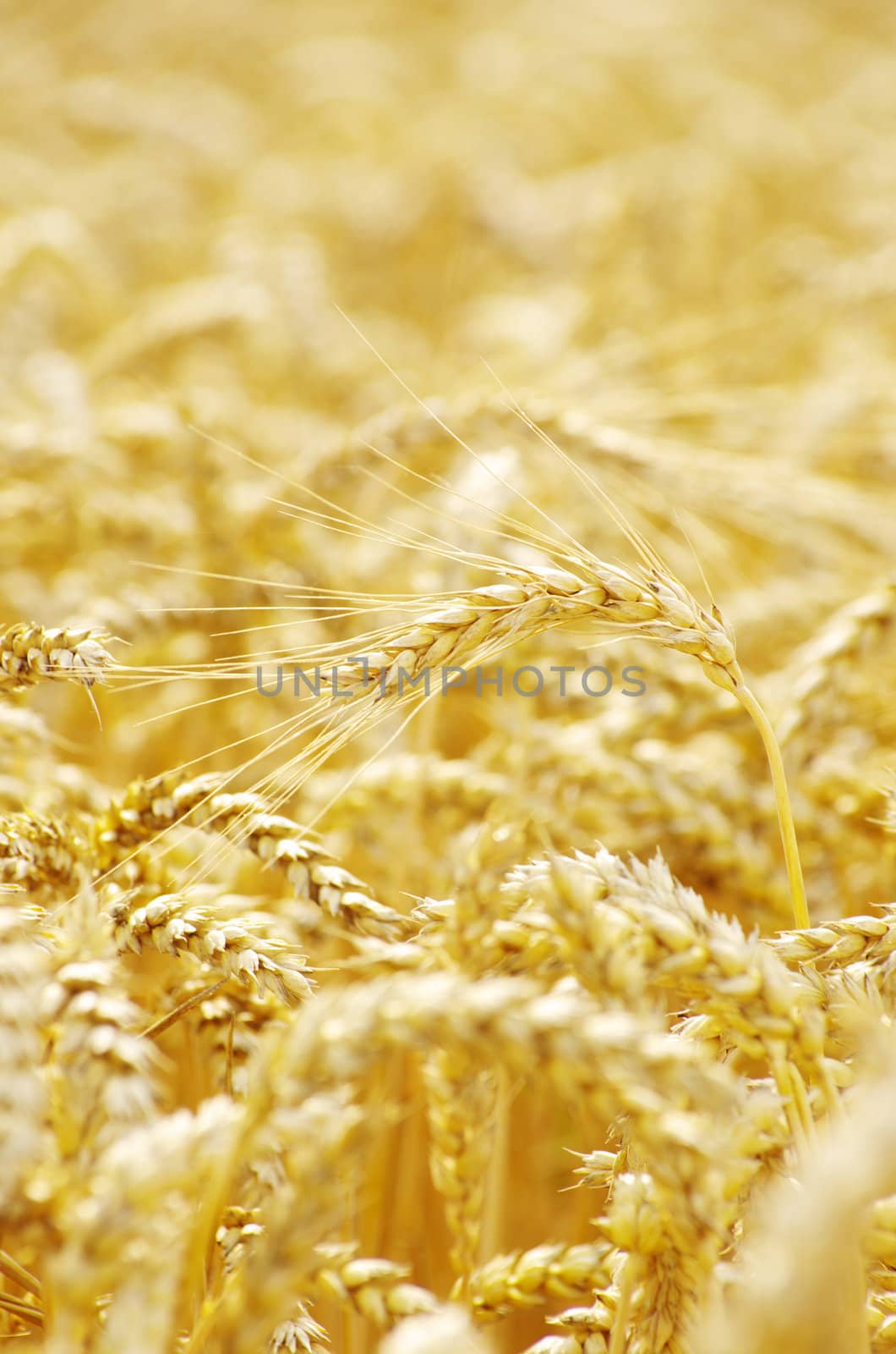 golden wheat field in summer