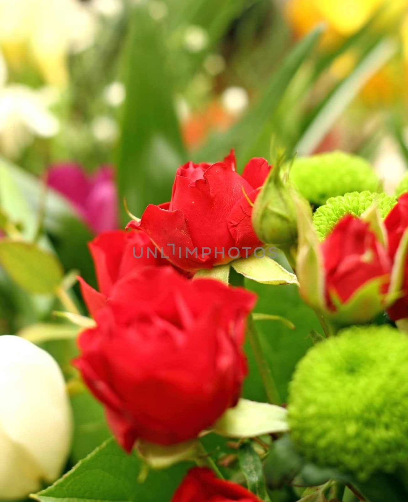 detail of red roses in the middle of a green bouquet