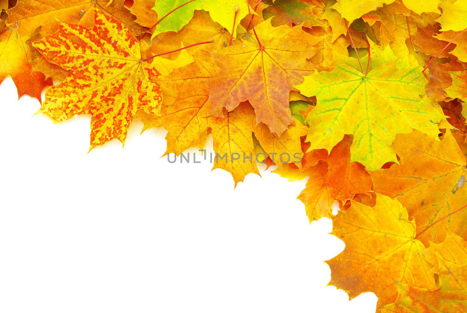 autumn maple leafs isolated on a white 