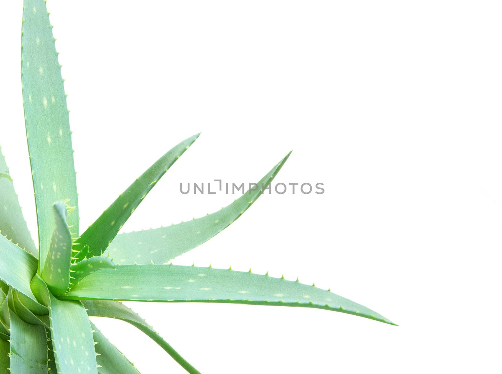 aloe leaves isolated on a white background
