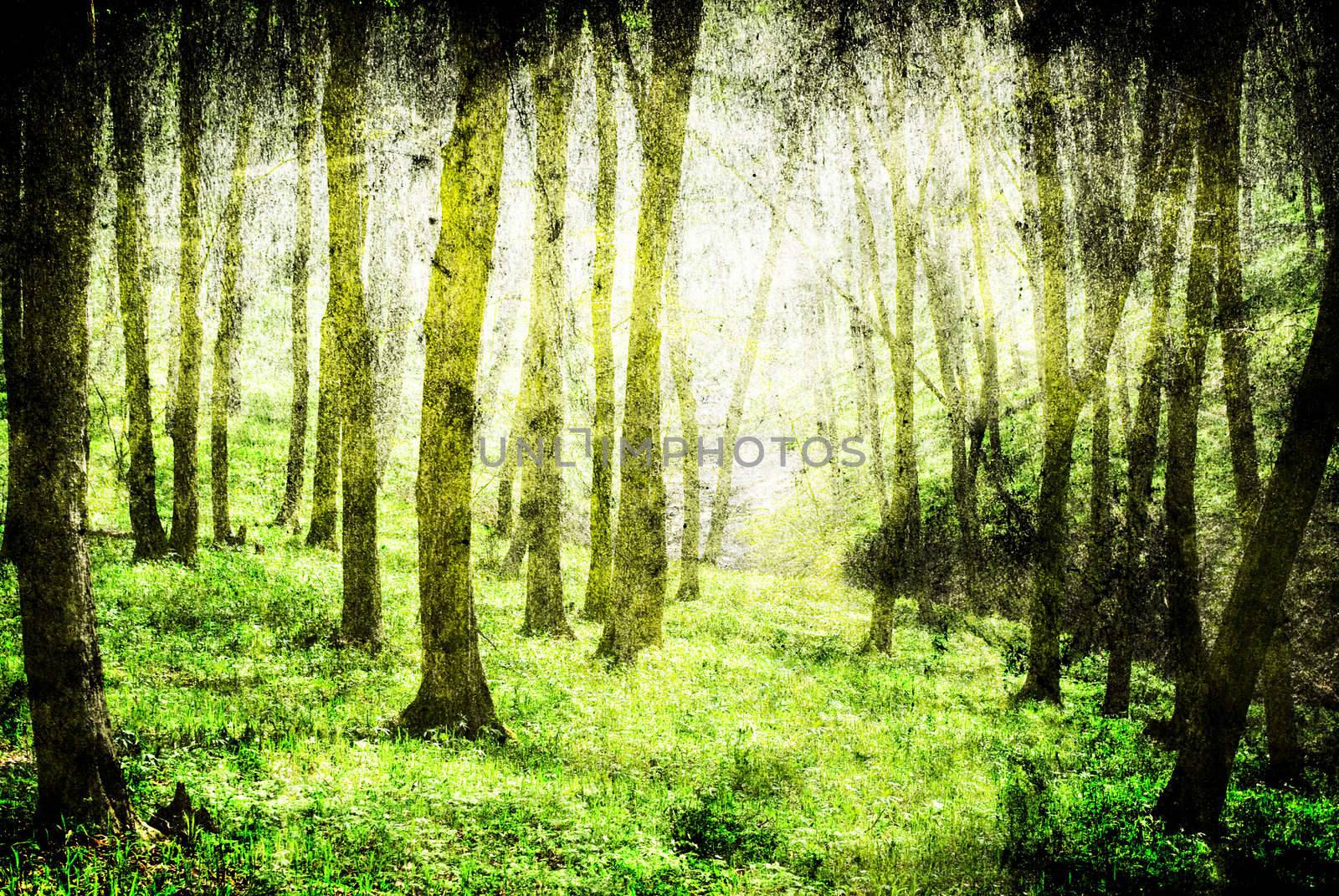 grunge forest background with space for text or image 
