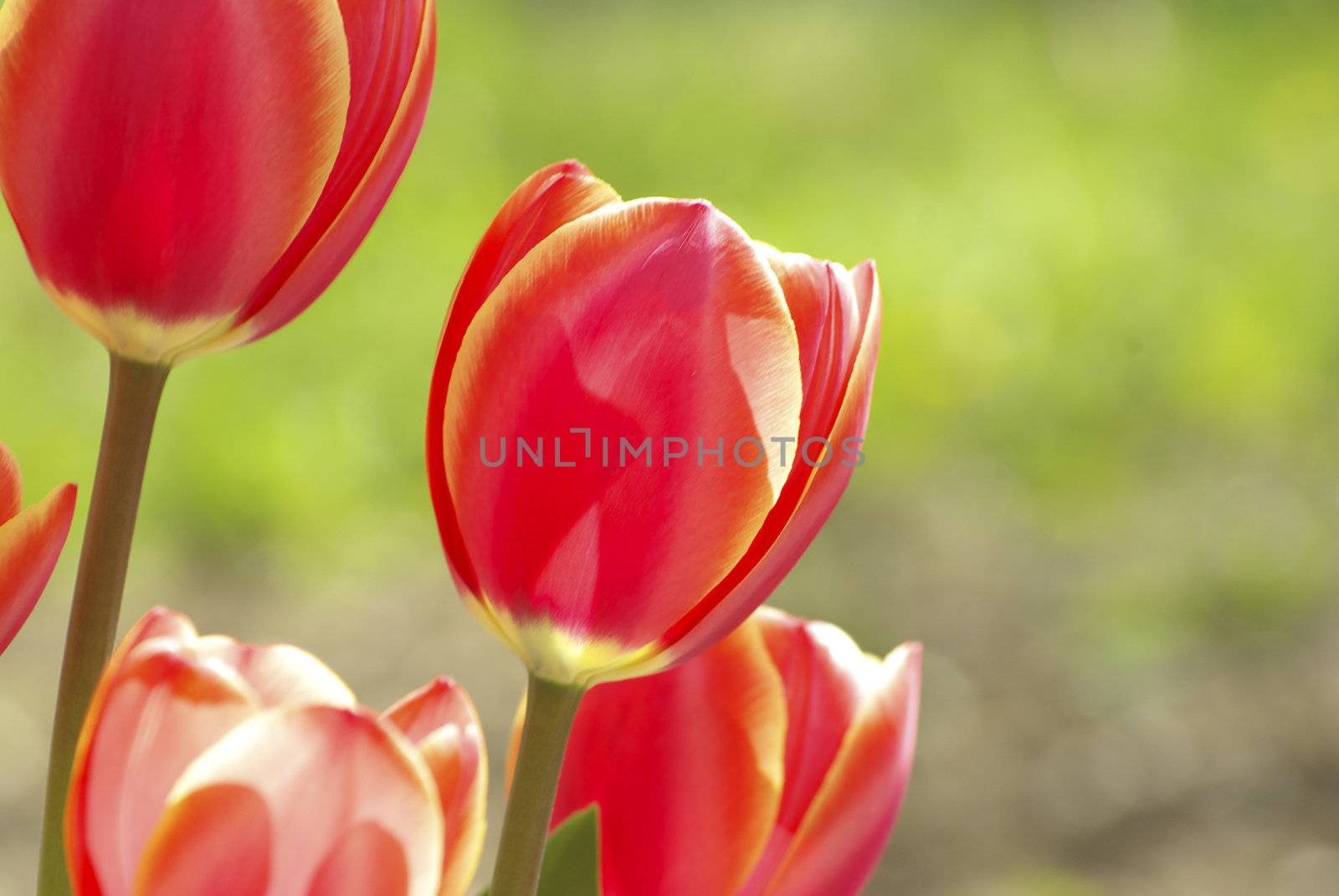  Beautiful red tulips in the garden