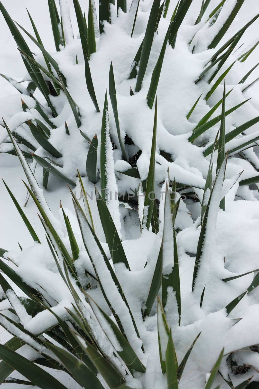 Garden in winter by jol66