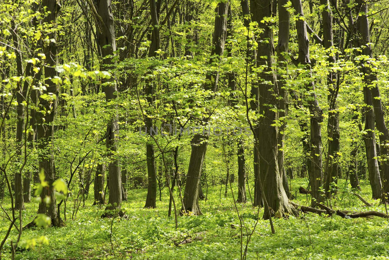 green forest  background in a sunny day