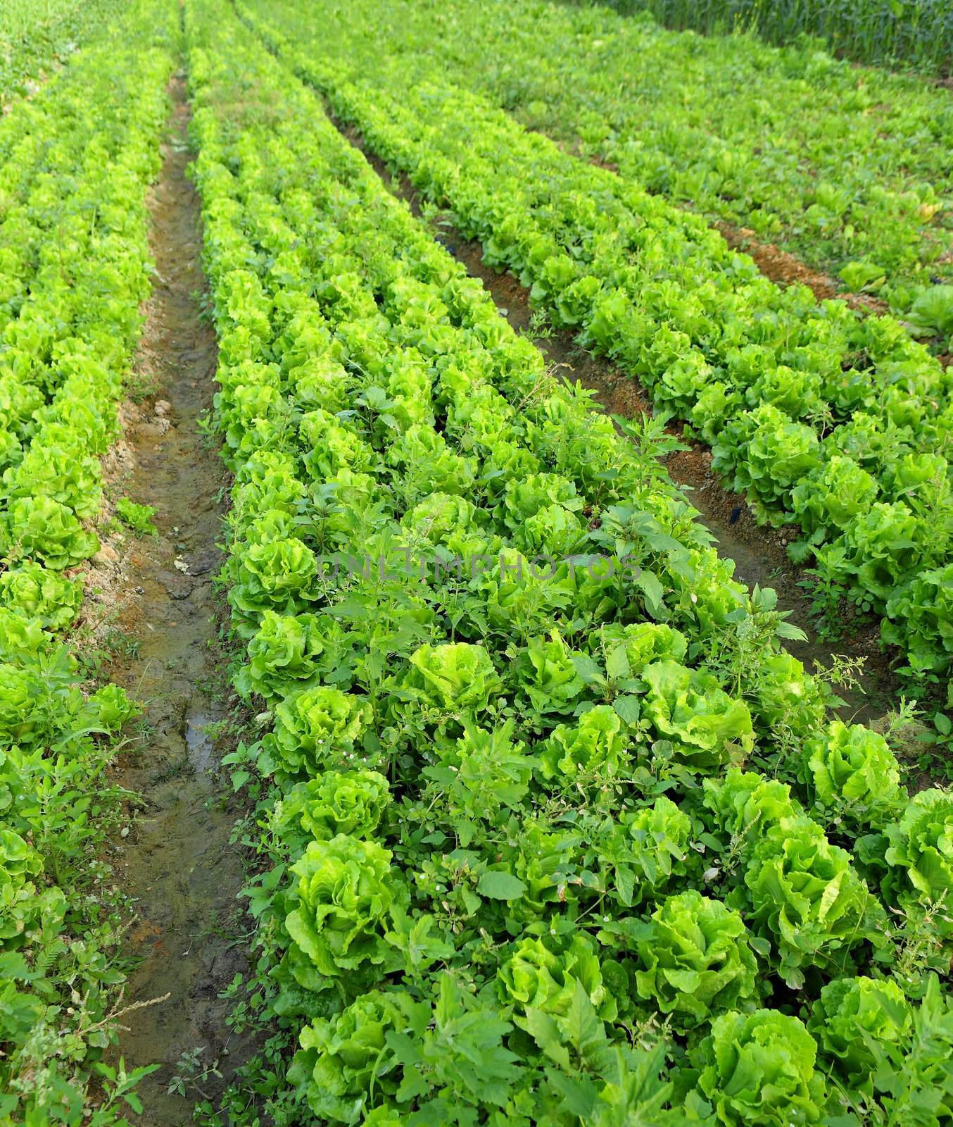 lettuce plant in field