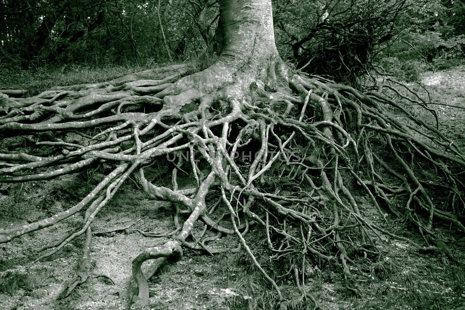 Old mystery roots in a Danish forest. Monochrome image.