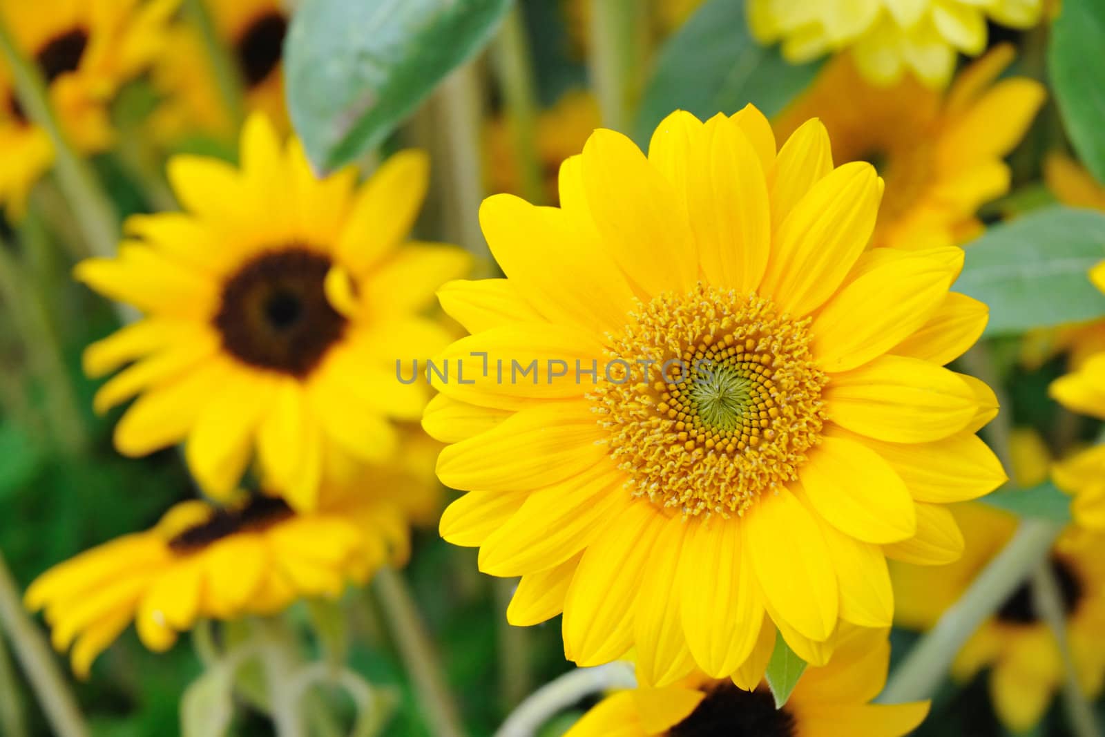 fresh yellow sunflower over many sunflowers background; focus on front flower