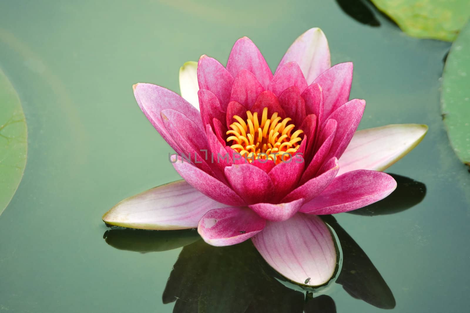 blossom lotus flower in Japanese pond; focus on flower