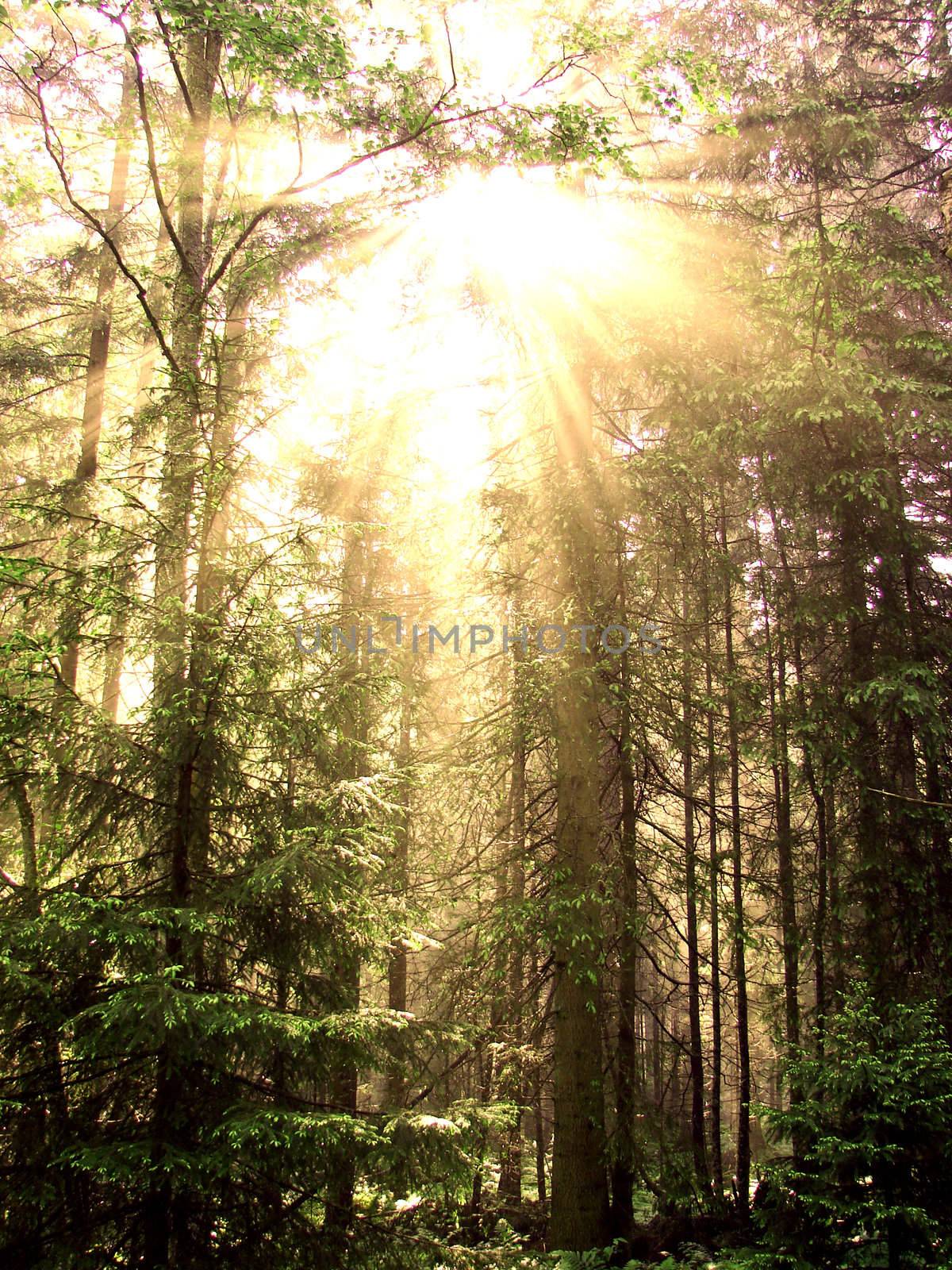 Sunny summer day in green forest                                    
