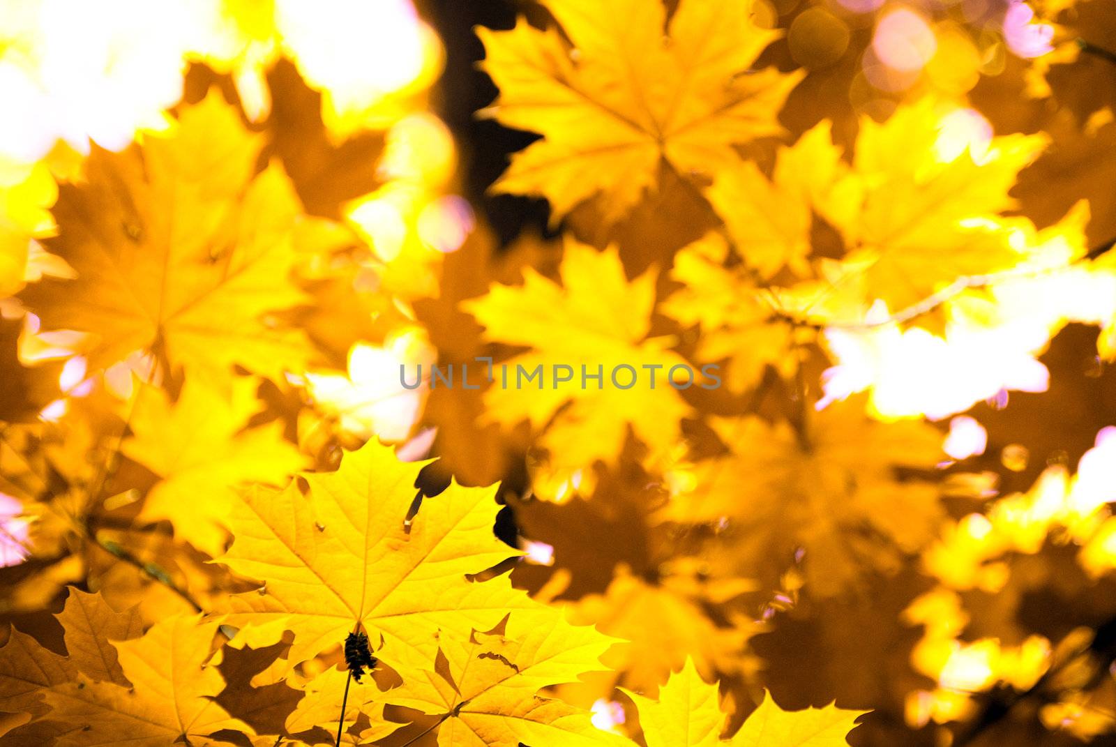 autumn leaves background in sunny day