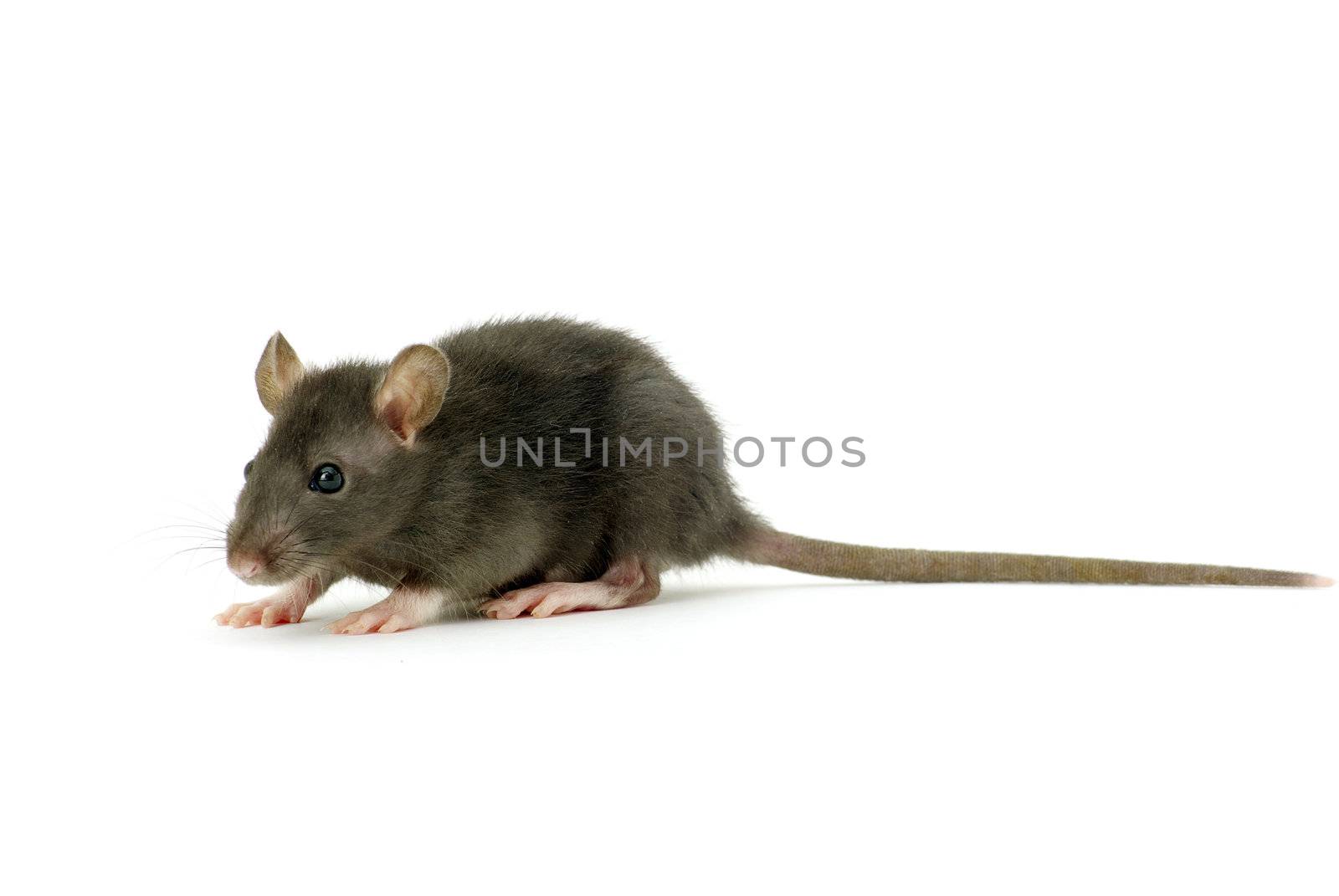 funny rat  isolated on white background