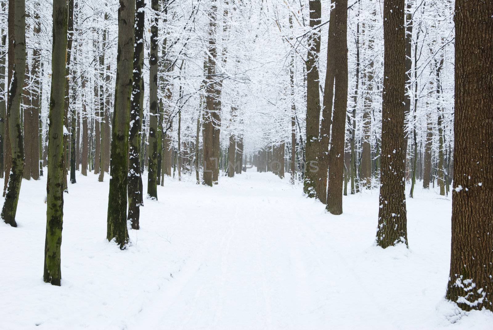 beautiful winter forest  and the road