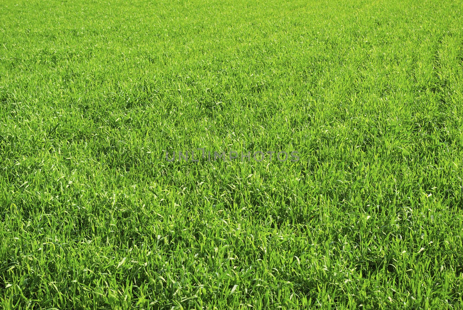 Green grass texture from a  field