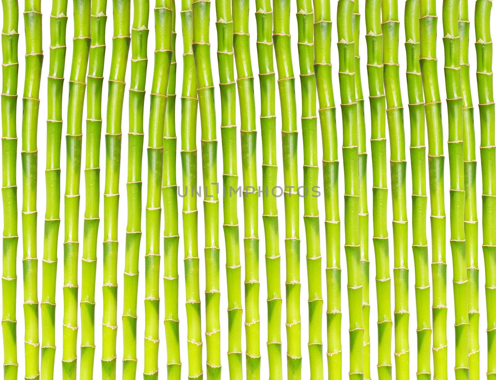 beautiful bamboo isolated on white background