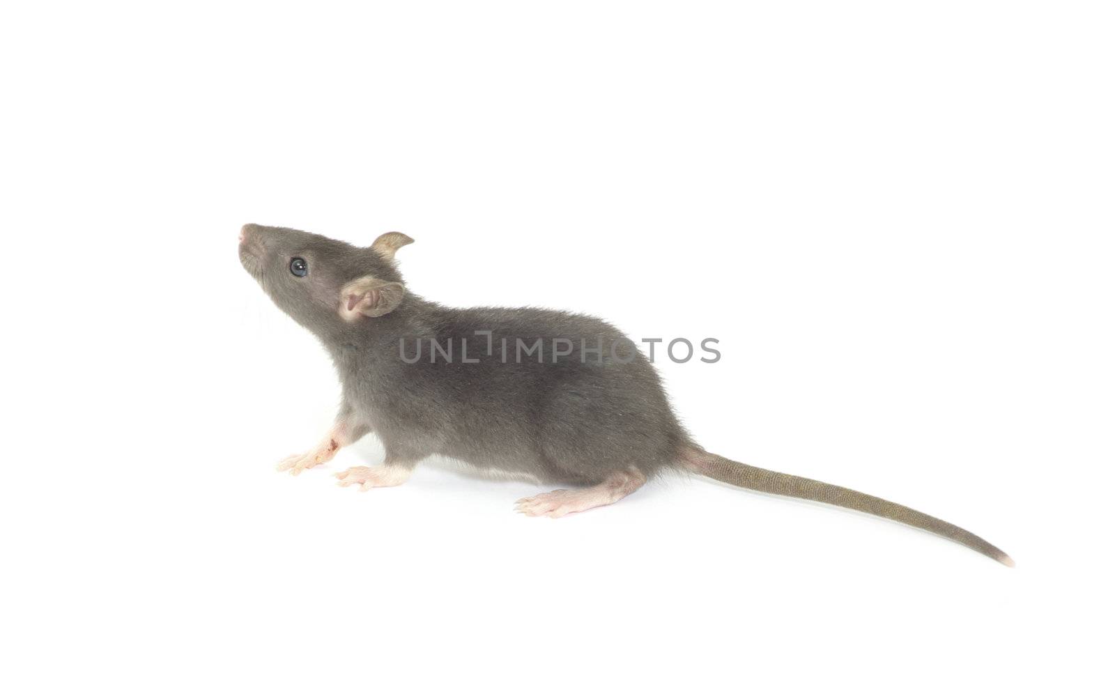 funny rat  isolated on white background