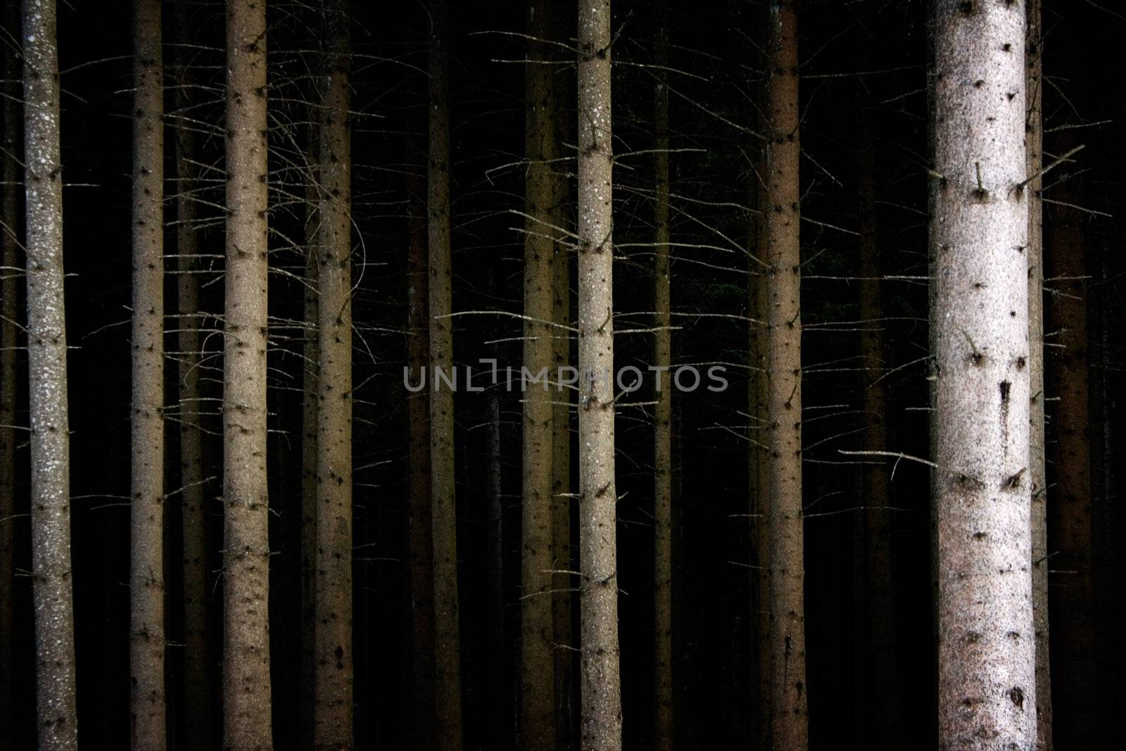 Spooky forest at night.