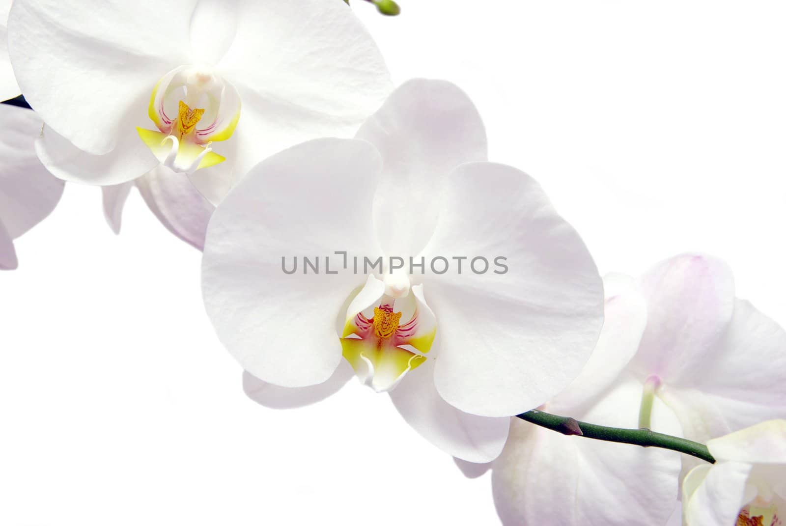 Blooming white orchids flower isolated on white background