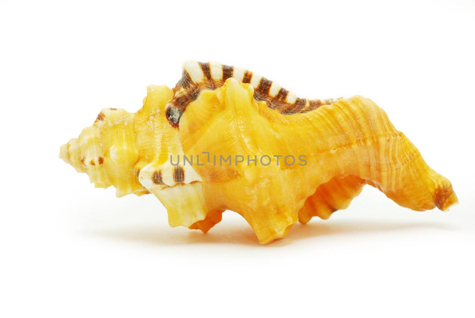 Sea shell  isolated on white background