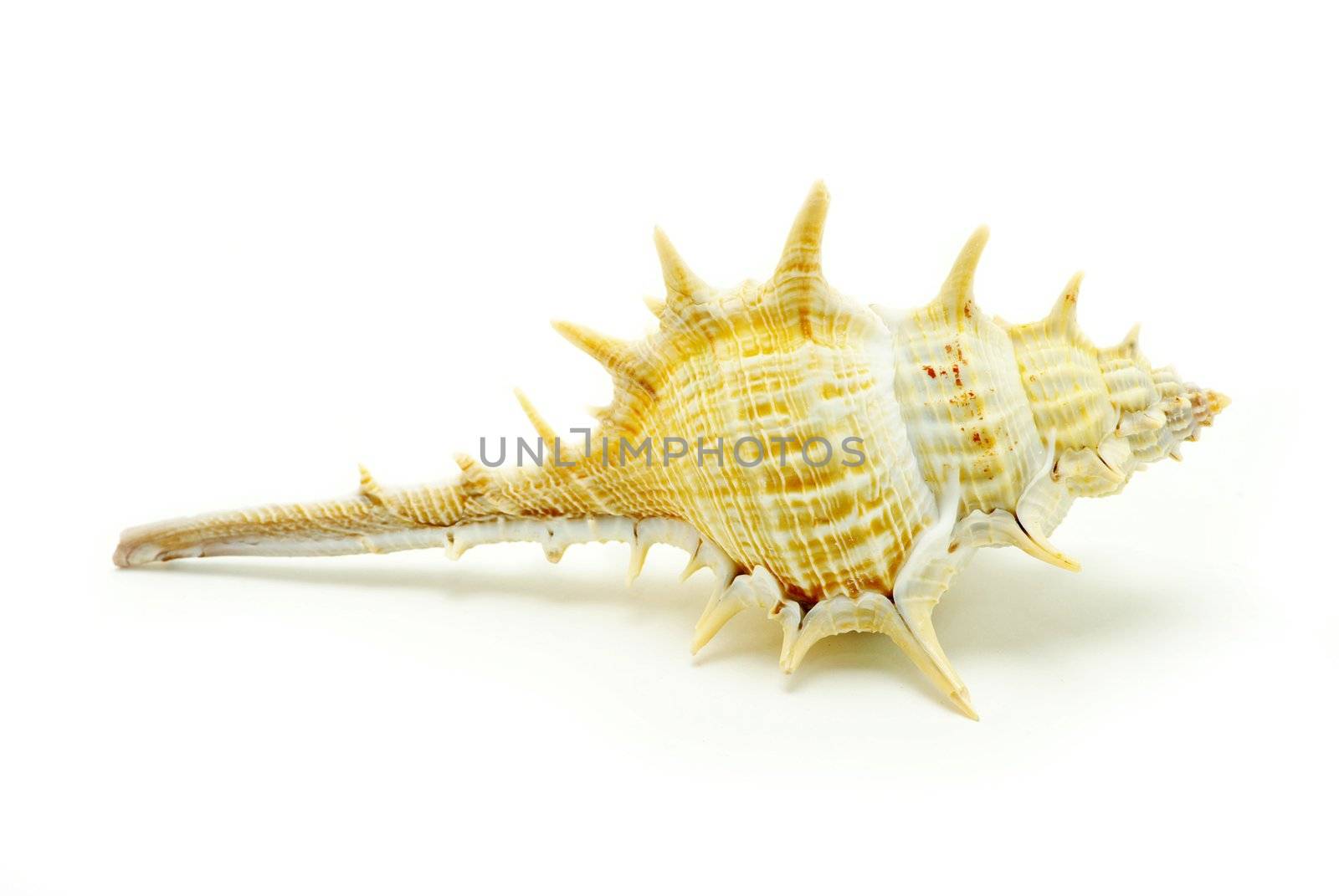Sea shell  isolated on white background