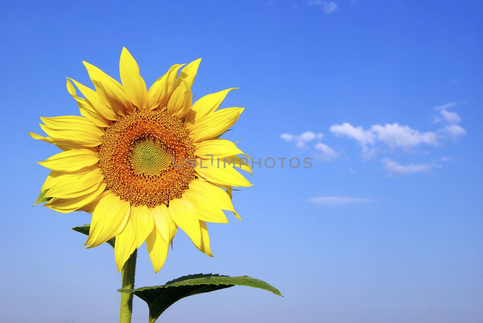 sunflower field over cloudy blue sky
