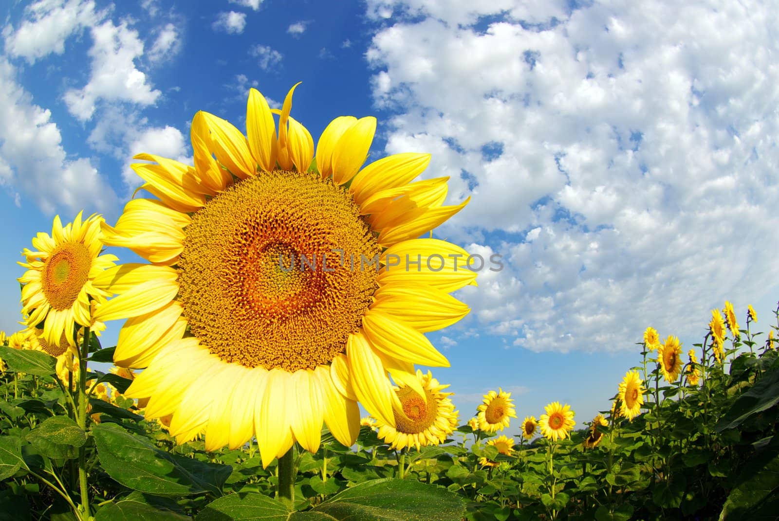 sunflower field over cloudy blue sky