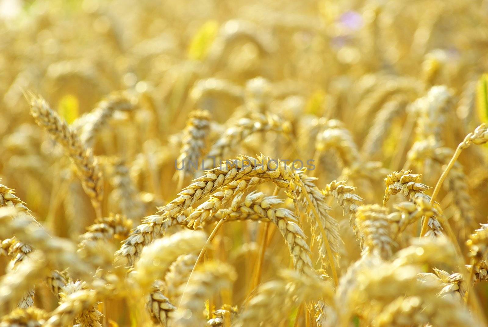 grain ready for harvest growing in a farm field