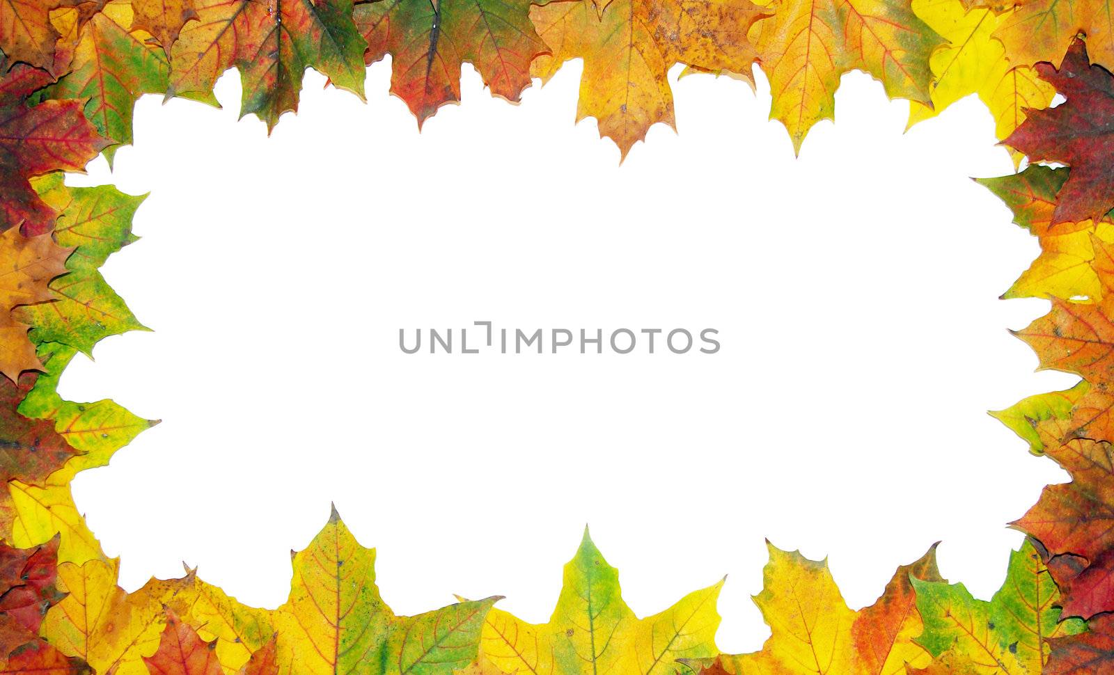 Frame with colored autumn maple leaves - white background