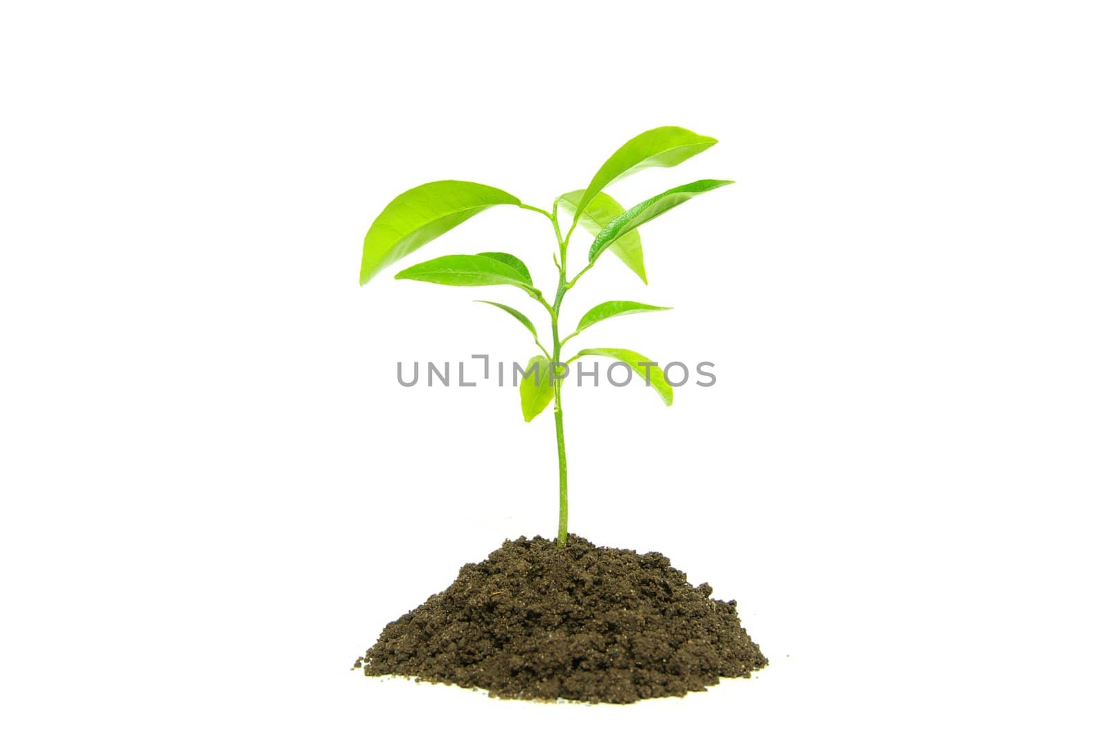 Little green plant on white background