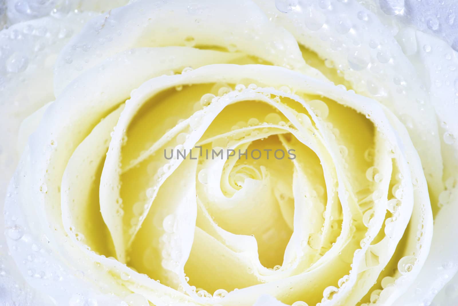 a close-up of a white rose